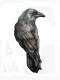 utilizator/blackcrow13