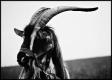 utilizator/gorgoroth