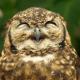 utilizator/owlree