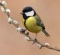 utilizator/parus_major